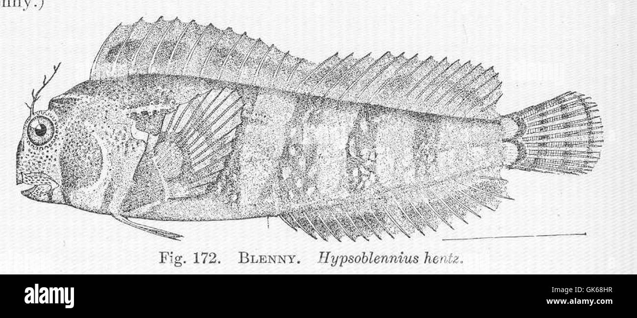 *Hypsoblennius hentz*, una specie di blenny, è un piccolo pesce trovato nella costa atlantica del Nord America. È noto per la sua forma e il suo comportamento distintivi, spesso presenti in ambienti costieri ed estuari. Foto Stock