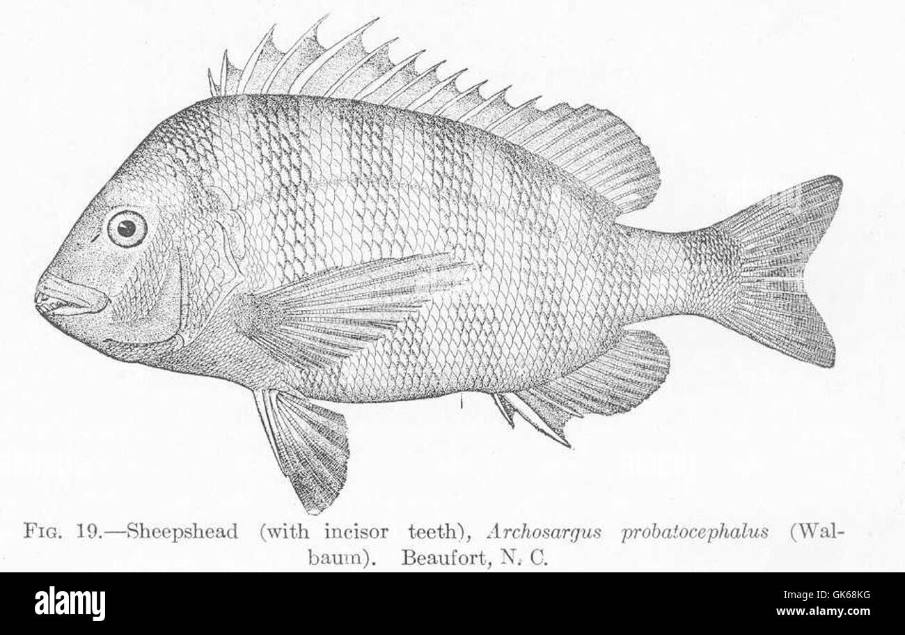 51555 Sheepshead (con incisivi), Archosargus probatocephalus (Walbaum) Beaufort, N C Foto Stock