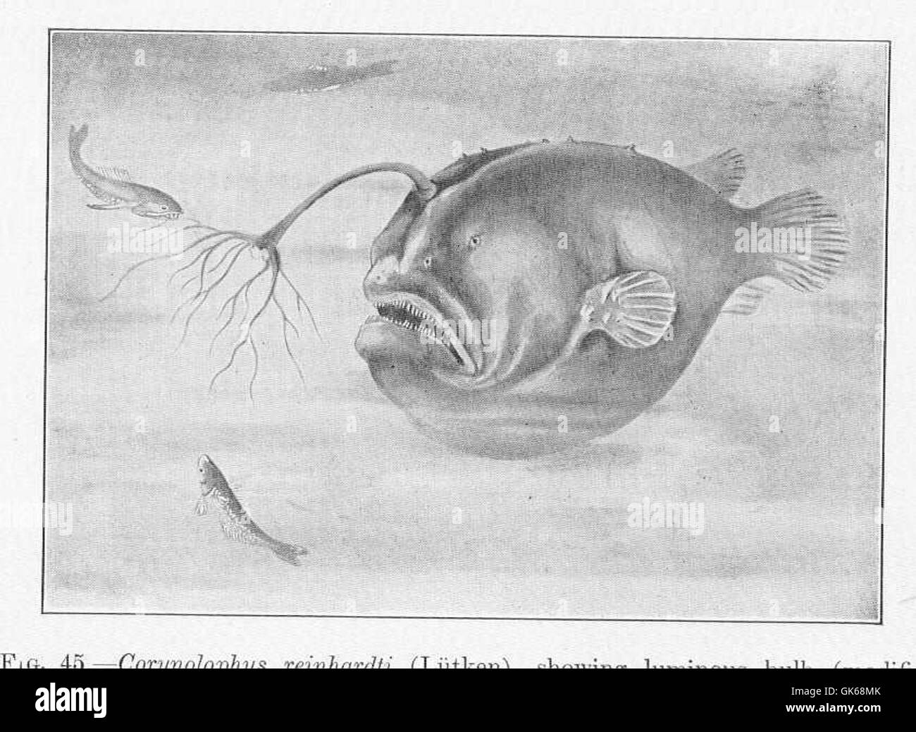 Corymolophus reinahrdii, una specie di acque profonde della famiglia dei Ceratiidae, è nota per il suo bulbo bioluminescente. Situata al largo della costa della Groenlandia, è un tipico esempio di adattamento dei pesci di acque profonde. Foto Stock