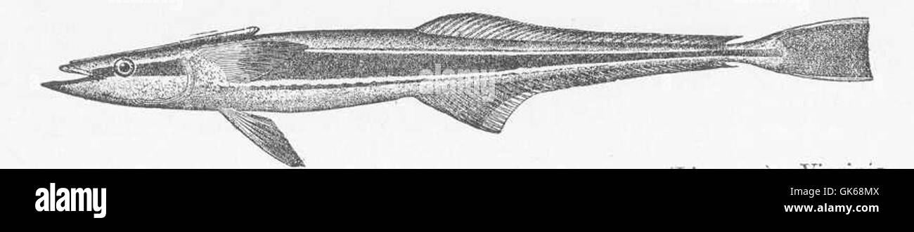 Il pesce succhiante, noto anche come Pegador (Leptecheneis naucrates), è una specie di pesce originaria dell'Oceano Atlantico, in particolare lungo la costa della Virginia. È noto per la sua relazione simbiotica con i pesci più grandi, attaccandoli a loro per il trasporto e l'alimentazione. Foto Stock
