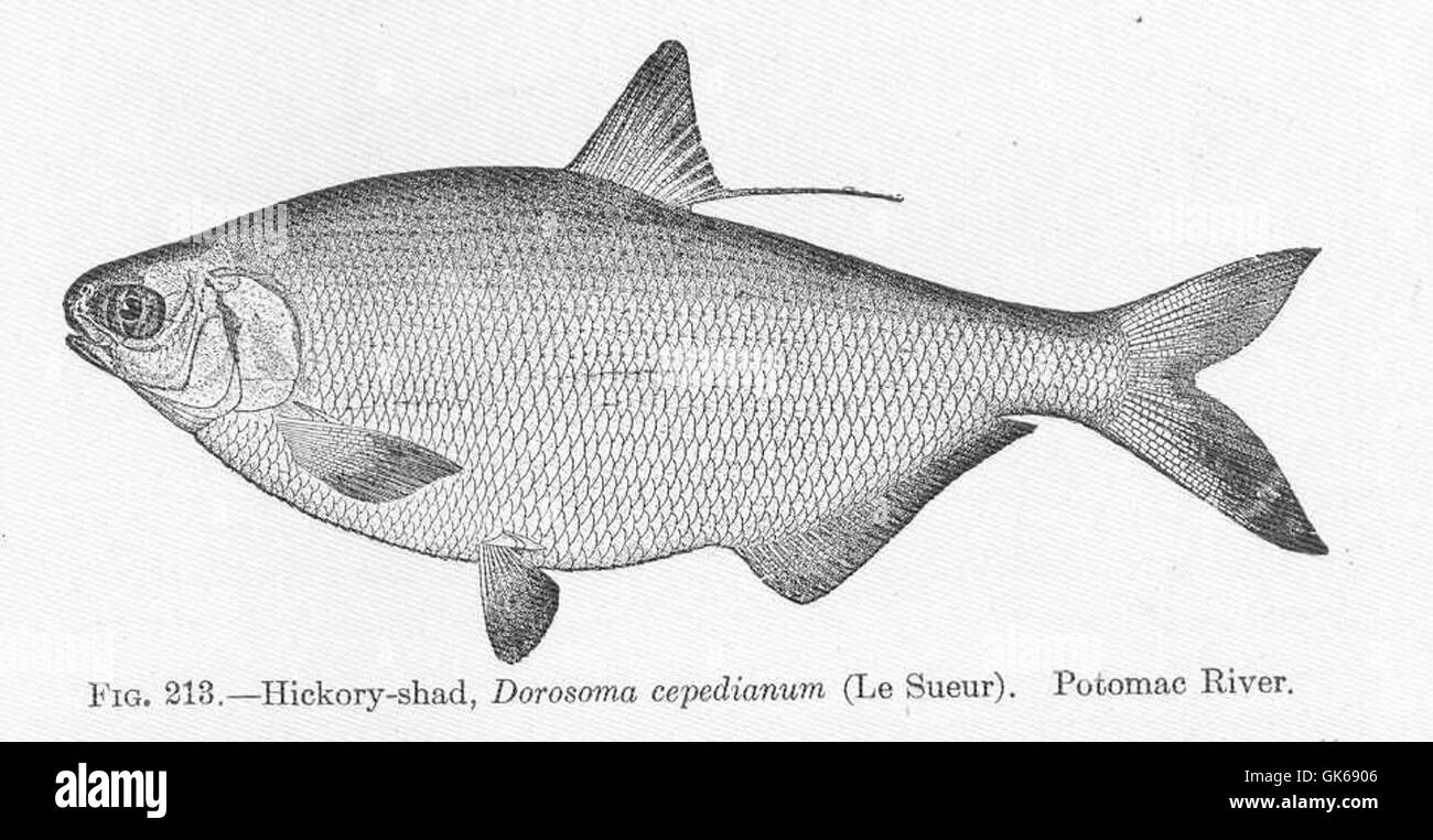 L'Hickory shad (Dorosoma cepedianum), una specie che si trova nel fiume Potomac, è nota per il suo comportamento migratorio e la sua importanza nell'ecosistema del fiume. Questa specie è una cattura importante sia per i pescatori commerciali che per quelli ricreativi. Foto Stock