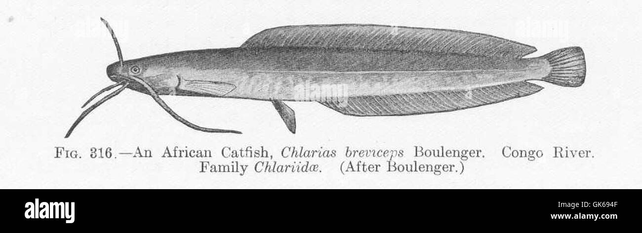 Chlarias breveceps, il pesce gatto africano, è una specie originaria del fiume Congo. Questo pesce è una specie importante negli ecosistemi d'acqua dolce africani ed è noto per la sua capacità di prosperare in vari ambienti acquatici. Foto Stock