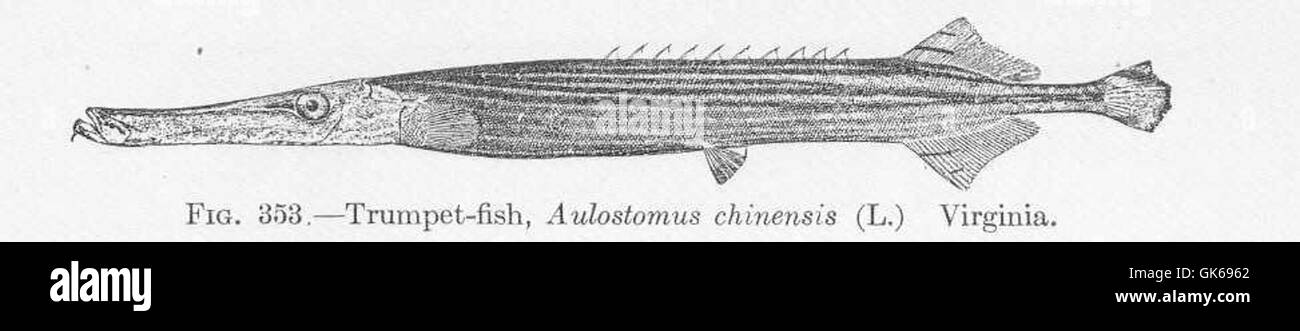 Il pesce tromba (Aulostomus chinensis) è una specie ittica snella che si trova nelle calde acque dell'Atlantico, compresa la costa della Virginia. Conosciuto per il suo corpo allungato e il muso simile a un tubo, è un pesce unico nella famiglia degli Aulostomidae. Foto Stock