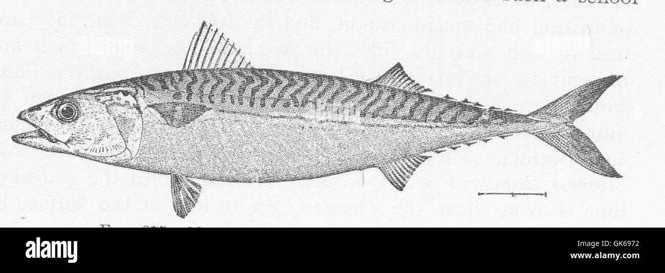 Questa immagine mostra uno sgombro, Scomber scombrus, trovato al largo della costa di New York. Questa specie è ampiamente diffusa nell'Oceano Atlantico ed è nota per la sua importanza nella pesca commerciale e ricreativa. Foto Stock