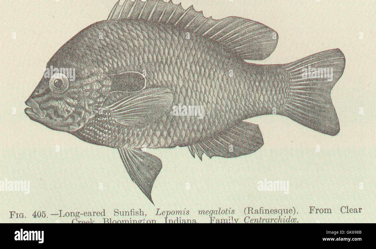 51943 Long-eared Sunfish, Lepomis megalotis (Rafinesque) da Clear Creek, Bloomington, Indiana Centrarchidae famiglia Foto Stock