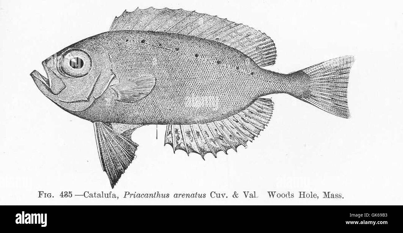 *Priacanthus arenatus*, noto anche come Catalufa, è una specie di pesci che si trovano nell'Oceano Atlantico, in particolare intorno a Woods Hole, Massachusetts. Fa parte della famiglia Priacanthidae, nota per il suo caratteristico colore rosso e i grandi occhi. Foto Stock