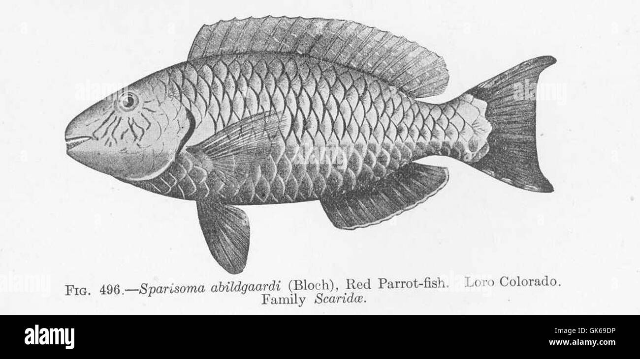 Sparisoma abildgaardi, noto anche come pappagallo rosso o loro Colorado, è una specie di pesci della famiglia Scaridae. Presente nelle acque tropicali, è nota per la sua colorazione rosso brillante e il suo ruolo negli ecosistemi della barriera corallina. Foto Stock