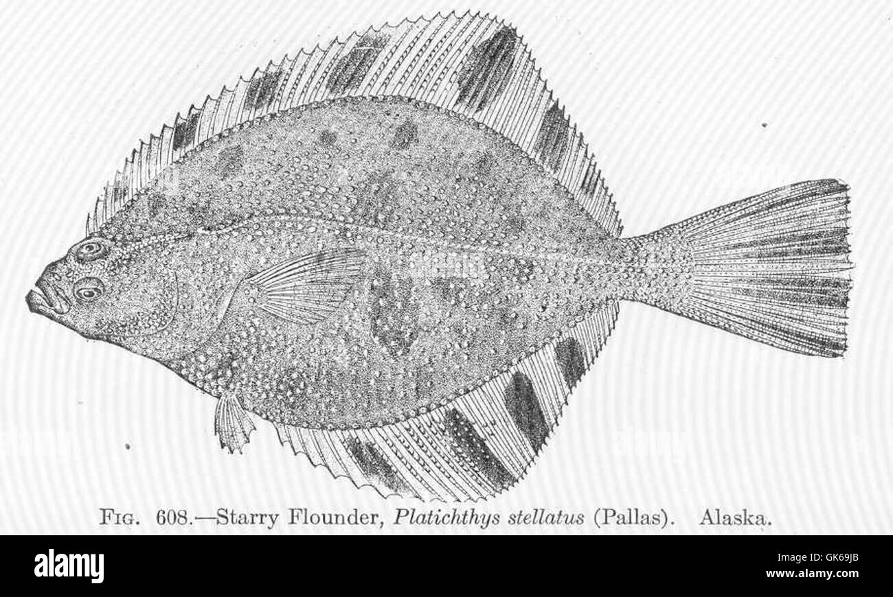 52177 stellato, Passere artiche Platichthys stellatus (Pallas) Alaska Foto Stock