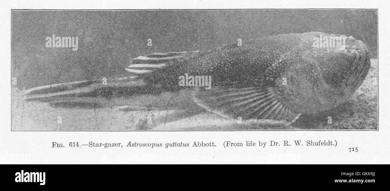 L'Astroscopus guttatus, comunemente noto come il gazzere stellare, è una specie di pesci che si trova lungo la costa nordamericana. Conosciuto per i suoi occhi rivolti verso l'alto, è un predatore notturno che caccia piccoli pesci e invertebrati. Il suo comportamento e l'aspetto unici lo rendono un soggetto affascinante per gli studi di biologia marina. Foto Stock