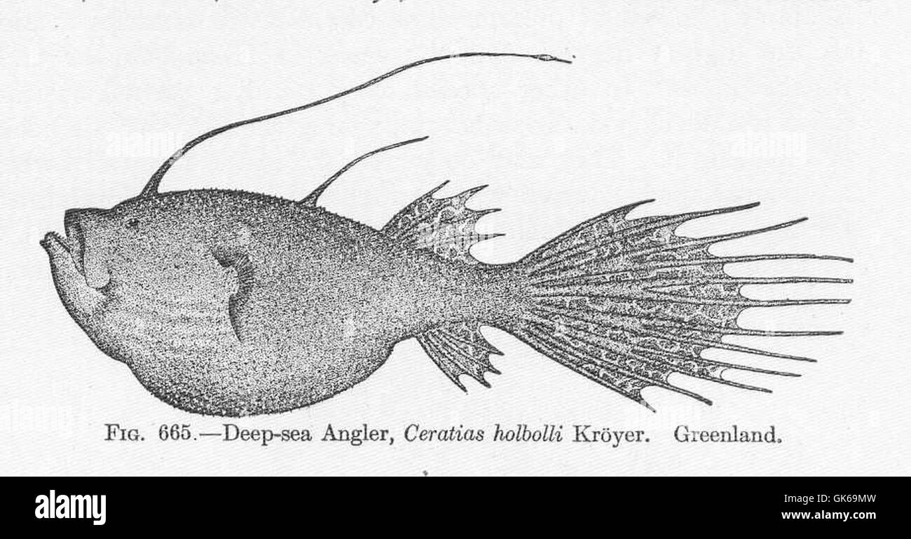 La rana pescatrice di acque profonde (*Ceratias holbolli*) è una specie che si trova nelle acque al largo della Groenlandia. Conosciuta per il suo richiamo bioluminescente, utilizza questa caratteristica per attirare prede nelle profondità scure dell'oceano. Foto Stock