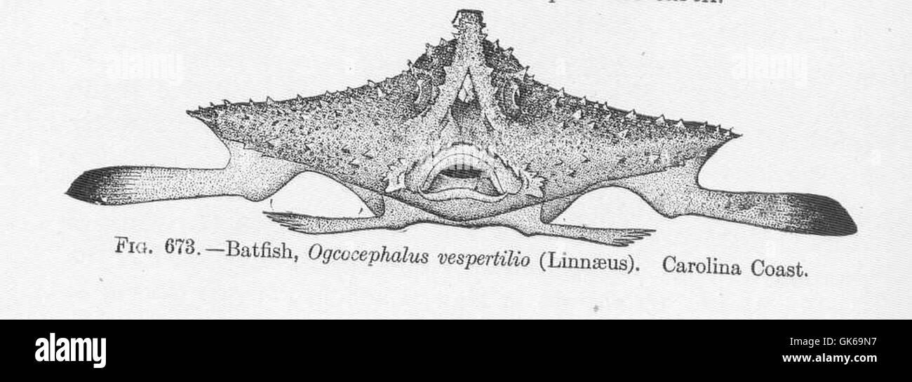 Ogcocephalus vespertilio, comunemente noto come pesce pizzo, si trova lungo la costa della Carolina. Questa specie è riconosciuta per il suo corpo appiattito e le pinne pettorali simili ad ali, che utilizza per "camminare" lungo il fondale marino. Foto Stock