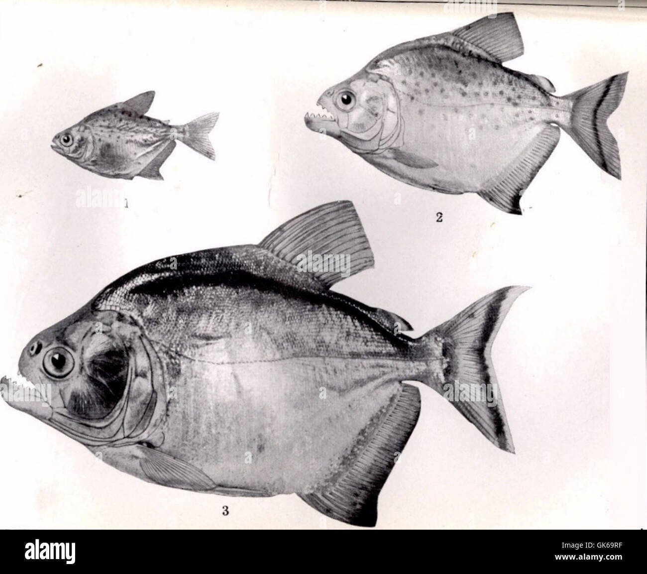 Questa immagine presenta diversi esemplari di Serrasalmo spilopleura, una specie di piranha trovata in Sud America. I pesci sono mostrati in varie dimensioni e posizioni: Uruguana (42 mm), Caceguy (84 mm) e un altro Caceguy (137 mm). Foto Stock