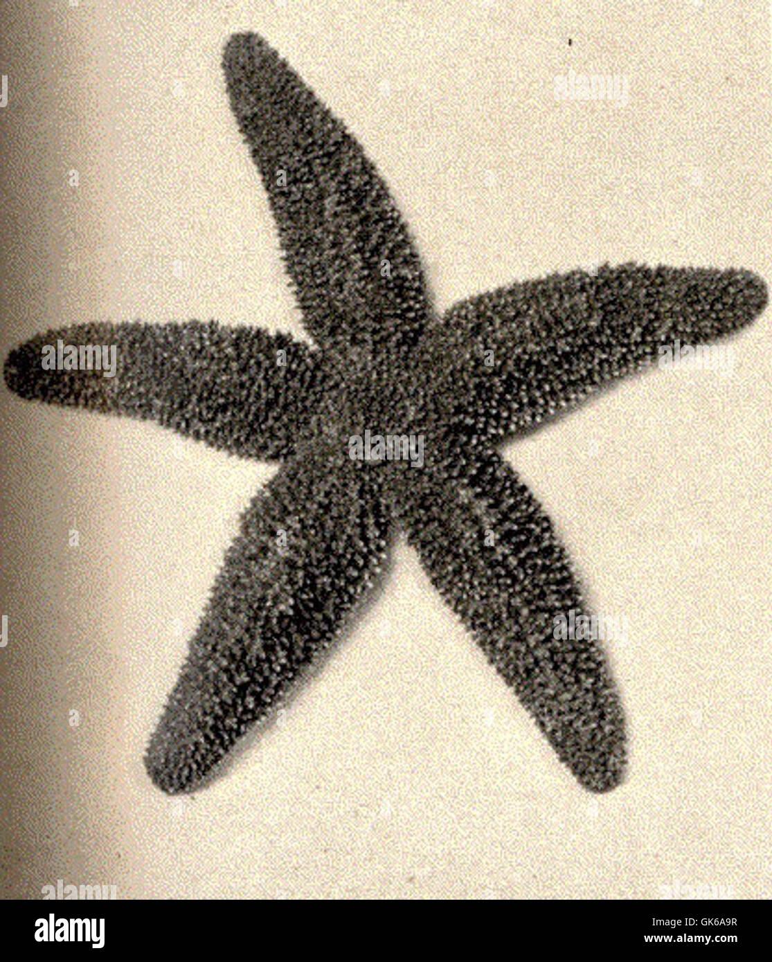 Asterias forbesii, comunemente nota come la stella marina di Forbes, è una specie di stelle marine che si trova nell'Oceano Atlantico lungo la costa orientale del Nord America. È riconosciuto per la sua colorazione da arancio a rossastro e svolge un ruolo vitale negli ecosistemi marini come predatore di bivalvi e altri invertebrati. Foto Stock