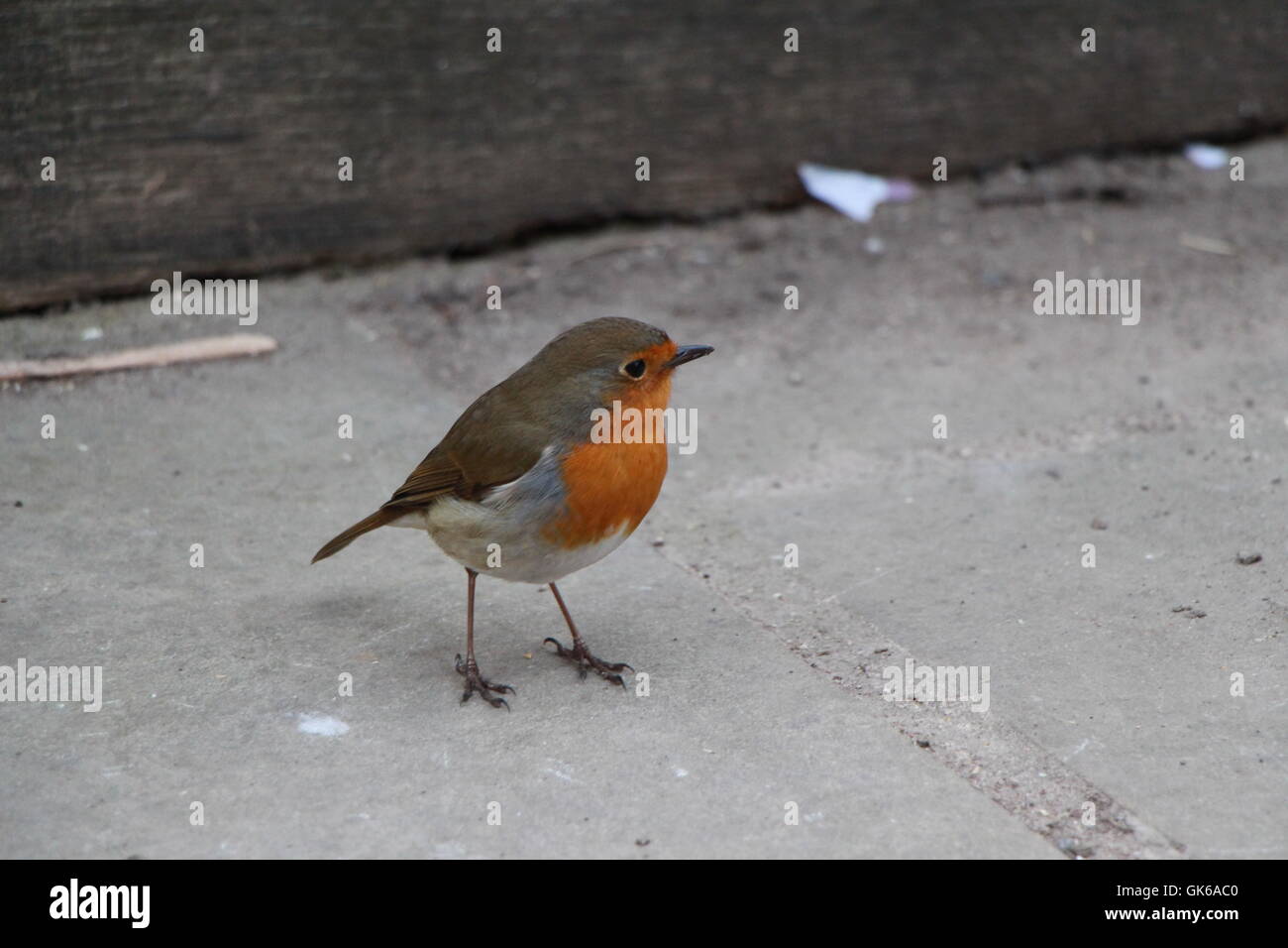 Robin a Rufford Park Nottinghamshire Foto Stock