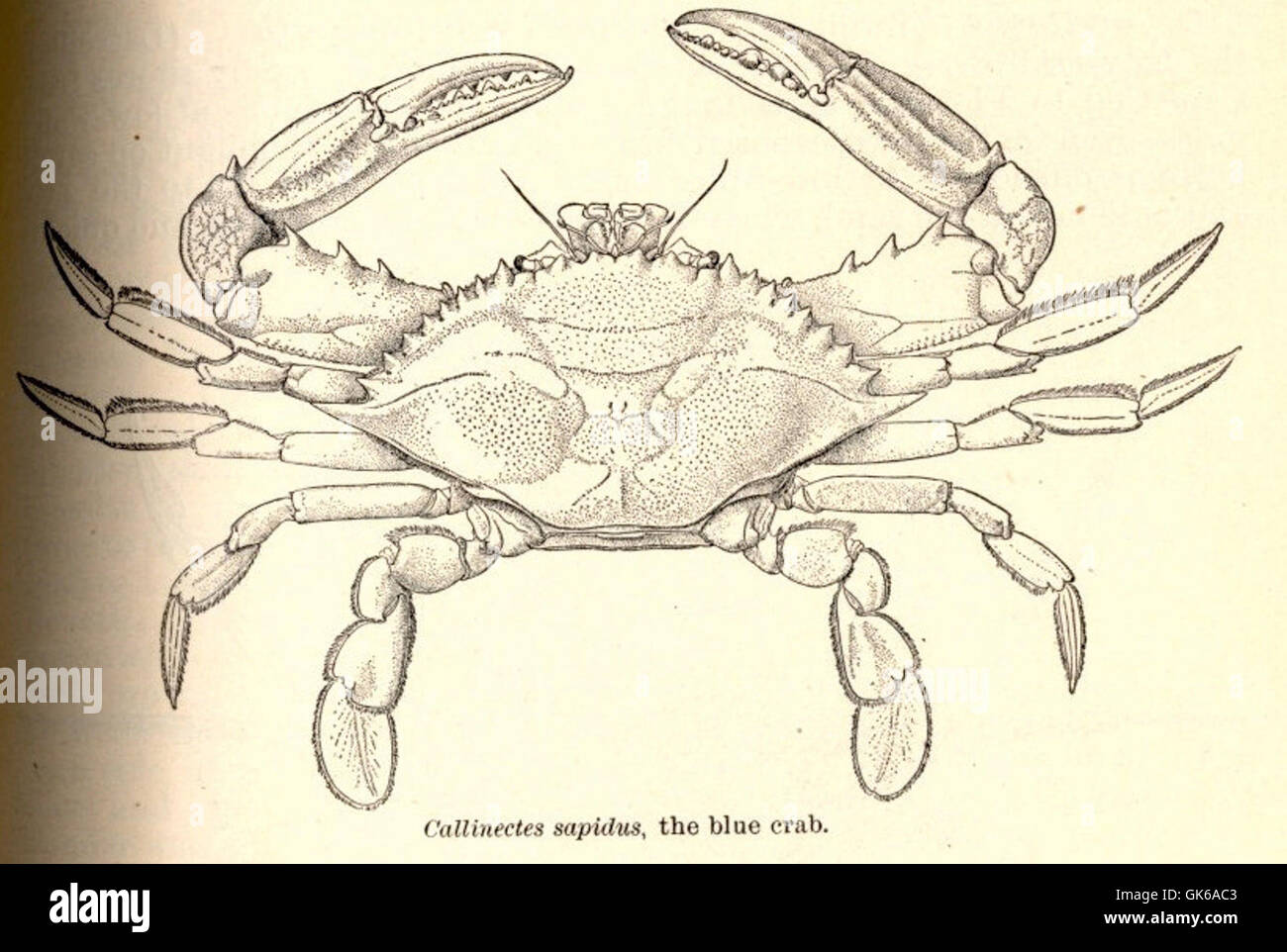 Callinectes sapidus, comunemente noto come granchio azzurro, è una specie ampiamente distribuita lungo le coste atlantiche e del Golfo del Nord America. Conosciuto per i suoi artigli azzurri e il grande corpo commestibile, il granchio azzurro è una specie importante nella pesca commerciale e ricreativa. Foto Stock