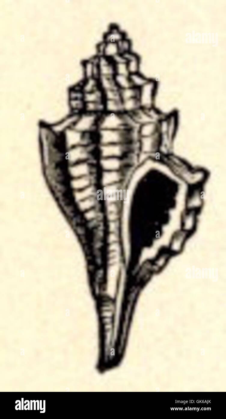 *Eupleura caudata*, una specie di gasteropode marino, è nota per il suo guscio sottile e allungato. Situata lungo la costa atlantica del Nord America, svolge un ruolo importante negli ecosistemi bentonici delle acque costiere. Foto Stock