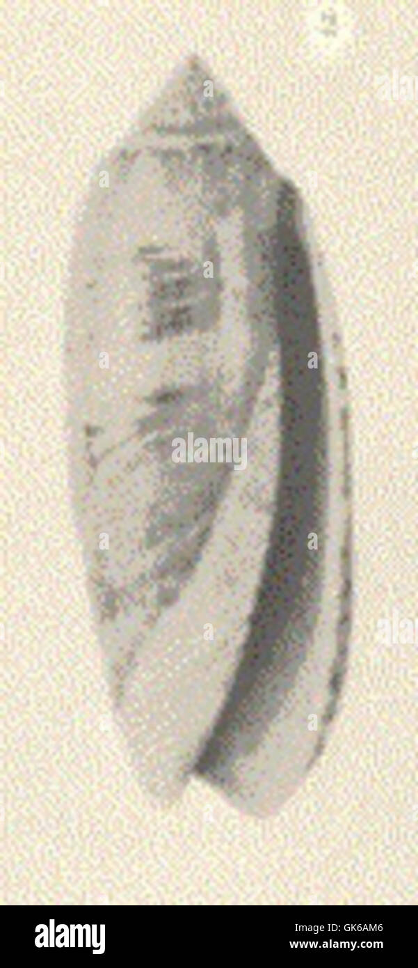 Oliva literata, una specie di lumaca marina predatoria, è nota per il suo guscio liscio e lucido. Si trova nelle acque tropicali e subtropicali, fa parte della famiglia Olividae, che comprende lumache rinomate per le loro conchiglie uniche e le abitudini di alimentazione carnivore. Foto Stock