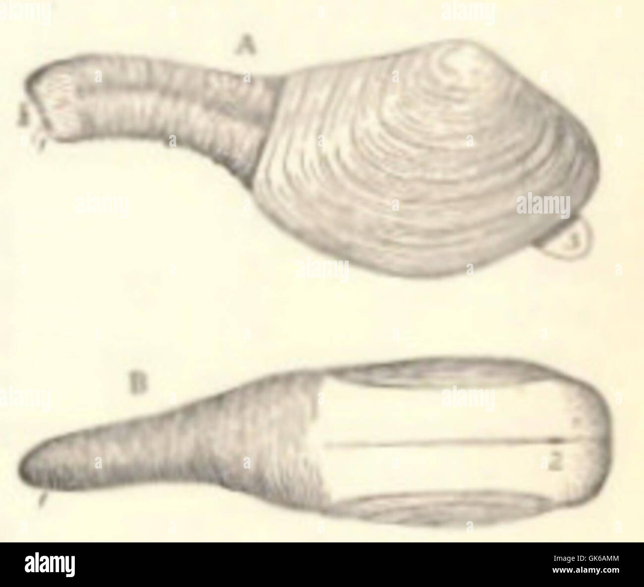 Un diagramma anatomico che mostra la struttura di un organismo marino, etichettato con il suo sifone incurvato, il sifone esotico e il piede. Il diagramma illustra i componenti vitali dei sistemi di alimentazione e di locomozione dell’organismo, essenziali per comprenderne la funzione biologica e la classificazione. Foto Stock