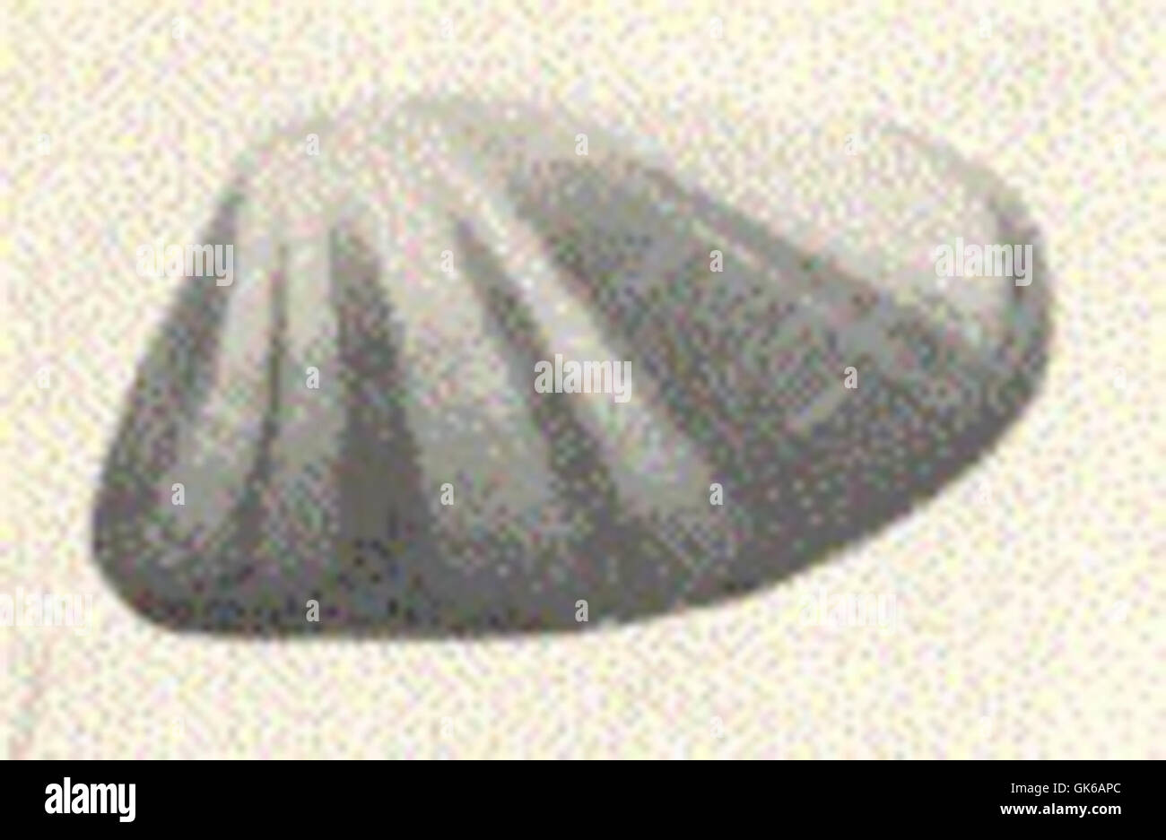 Il Donax variabilis, comunemente noto come coquina variabile, è una specie di vongole che si trova lungo la costa atlantica del Nord America. Svolge un ruolo importante negli ecosistemi costieri, contribuendo alla stabilizzazione dei sedimenti e alla filtrazione dell'acqua. Foto Stock