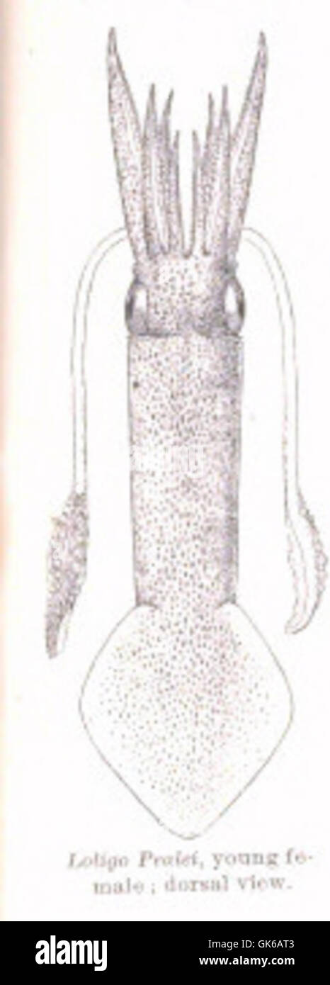 Il Loligo Pealei, comunemente noto come calamaro lungo la costa costiera delle pinne lunghe, è una specie di cefalopodi che si trova lungo la costa atlantica del Nord America. È riconosciuto per il suo corpo allungato e i tentacoli, utilizzati per catturare le prede. La specie è importante sia per la pesca commerciale che per gli ecosistemi marini. Foto Stock