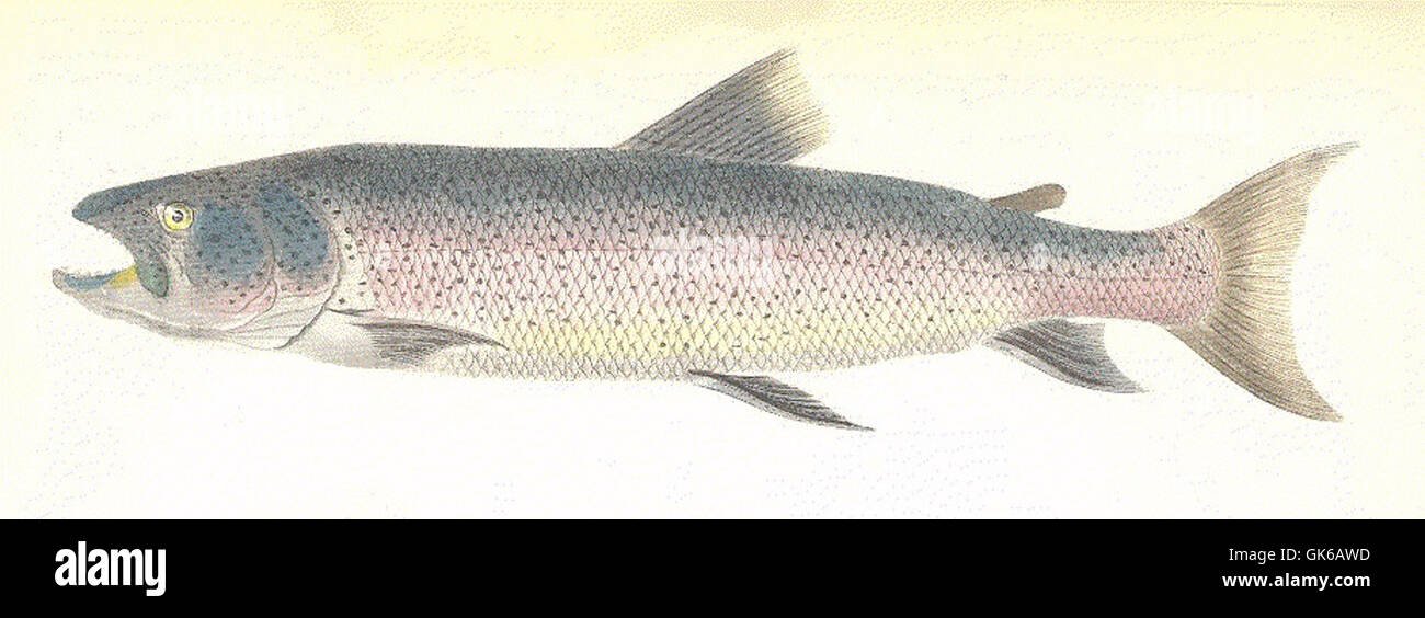 Questa immagine mostra un'illustrazione di un antico manoscritto, con Salmo perryi, una specie di pesce. Il disegno è accompagnato da schizzi dettagliati, bordi e scritte ornate in calligrafia a lettere nere, tutte indicative dello stile storico e antico che si ritrova nei libri d'epoca. Mostra la precisione e l'arte delle prime illustrazioni scientifiche e botaniche. Foto Stock Questa immagine mostra un'illustrazione di un antico manoscritto, con Salmo perryi, una specie di pesce. Il disegno è accompagnato da schizzi dettagliati, bordi e scritte ornate in calligrafia a lettere nere, tutte indicative dello stile storico e antico che si ritrova nei libri d'epoca. Mostra la precisione e l'arte delle prime illustrazioni scientifiche e botaniche. Foto Stock