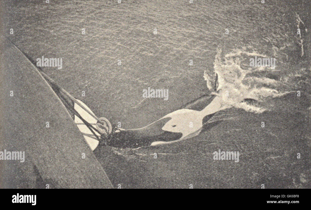 Un'illustrazione di un'orca, come notato dalla principessa Alice. Le orche, o orche assassine, sono mammiferi marini altamente sociali che si trovano negli ecosistemi oceanici in tutto il mondo, noti per la loro intelligenza e la complessa struttura sociale. Foto Stock