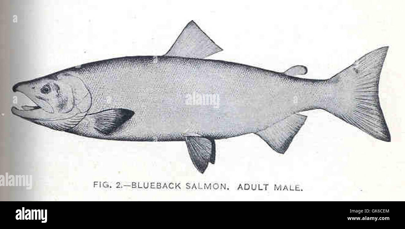 Il Blueback Salmon, un maschio adulto, è noto per la sua caratteristica colorazione blu. Questa specie migra tra i fiumi d'acqua dolce e l'oceano, dove trascorre la maggior parte della sua vita prima di tornare alla riproduzione. Foto Stock