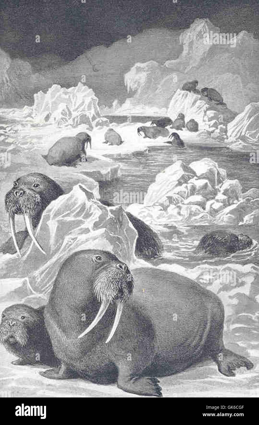 Il tricheco è un grande pinnipedo, noto per le sue zanne distintive e i movimenti goffi sulla terra. Nonostante le dimensioni e la massa, è un nuotatore agile. I trichechi usano principalmente le zanne per le interazioni sociali, il trasporto del ghiaccio e la difesa. I loro baffi, molto sensibili, li aiutano a foraggiare prede bentoniche in acque torbide. Foto Stock