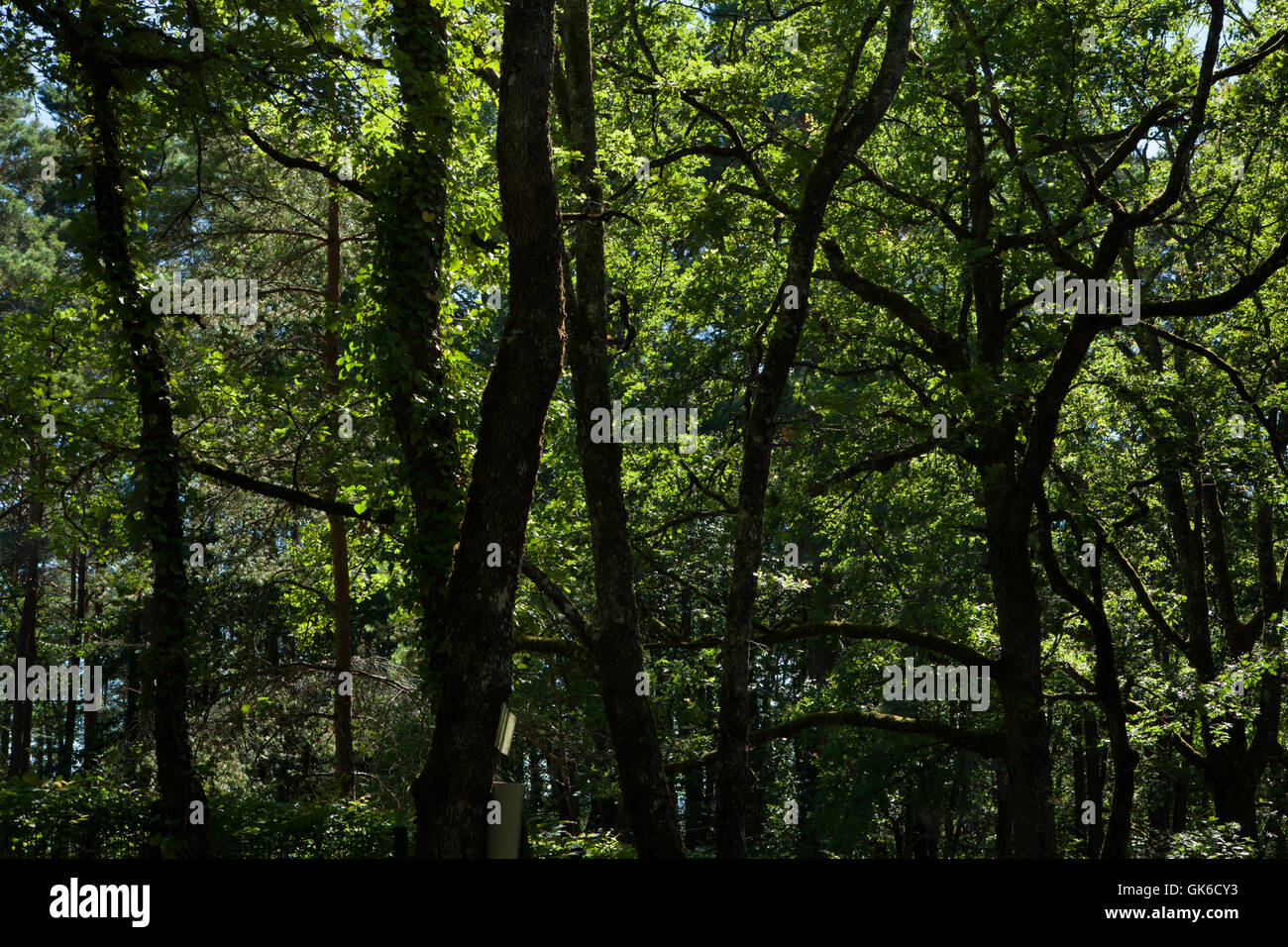 Foresta accanto all'ingresso alla grotta di Lascaux Montignac vicino nel dipartimento di Dordogna nel sud-ovest della Francia. Grotta di Lascaux è famosa per la sua grotta paleolitica dipinti. La grotta è chiusa al pubblico dal 1963. Le persone hanno il permesso di visitare solo la replica noto come Lascaux II. Foto Stock