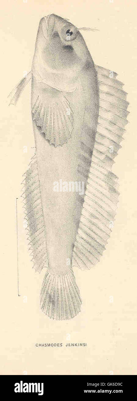 *Chasmodes jenkinsi* è una specie di pesci marini che si trovano lungo la costa atlantica. Conosciuta per la sua colorazione distintiva, abita substrati rocciosi ed è comunemente vista in acque poco profonde ed estuari. Foto Stock