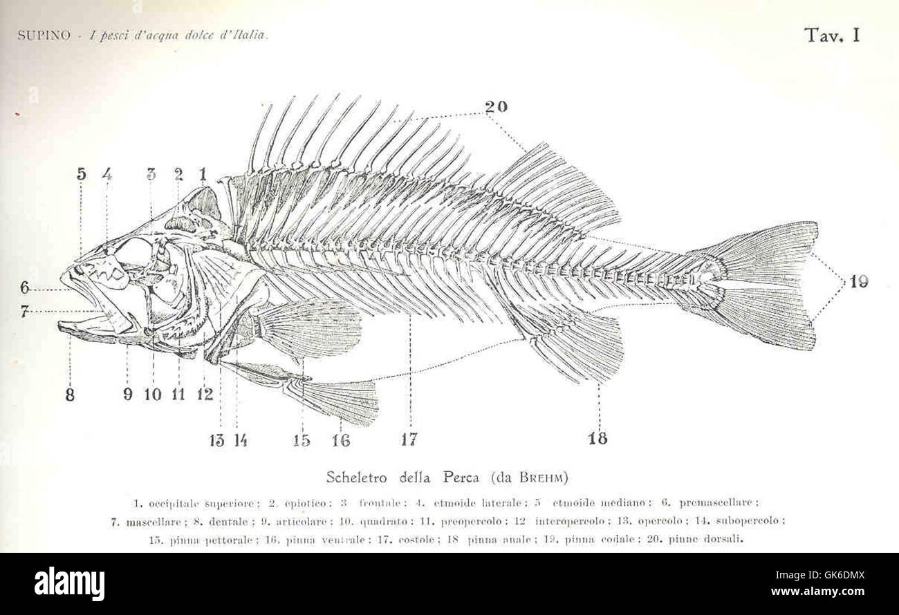 Lo scheletro del persico, come raffigurato da Brehm, rivela le caratteristiche anatomiche dettagliate di questa specie, fornendo informazioni sulla sua struttura e classificazione biologica. Foto Stock