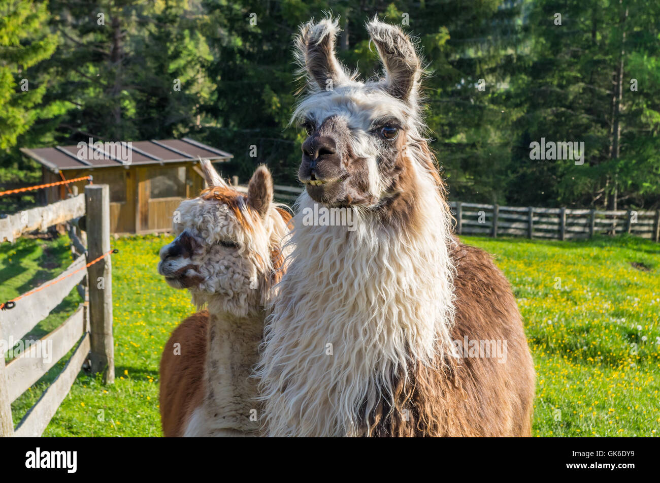 Coppia di lamas carino nelle montagne del sud Tirolo, Italia Foto Stock
