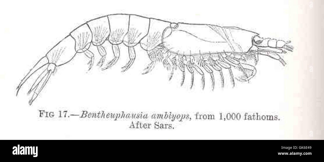 35987 Bentheuphausia amblyops, da mille braccia Foto Stock