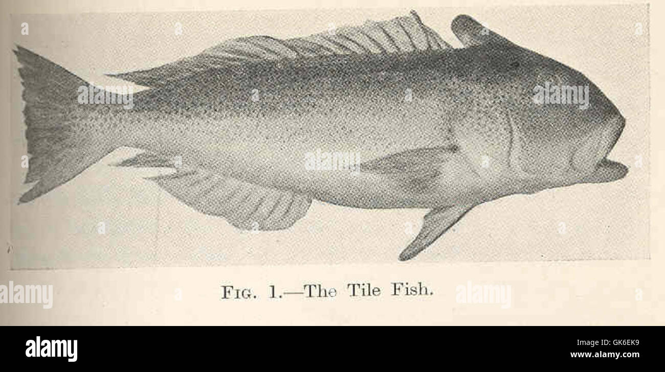 Qui è raffigurato il pesce tiglia, una specie di pesci marini conosciuta per il suo aspetto colorato e le abitudini abitative del fondo. Si trova in acque profonde al largo della costa atlantica e svolge un ruolo importante nelle reti alimentari marine. Foto Stock