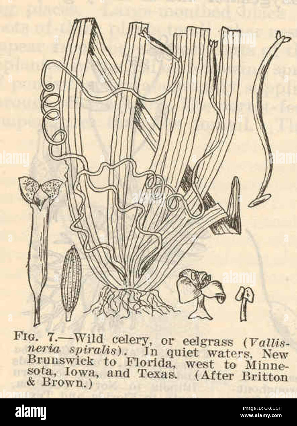 In questa immagine è raffigurato il sedano selvatico, noto anche come eelgrass (Vallisneria spiralis). Si tratta di un'importante specie di piante acquatiche che fornisce habitat e cibo a vari organismi acquatici. Foto Stock