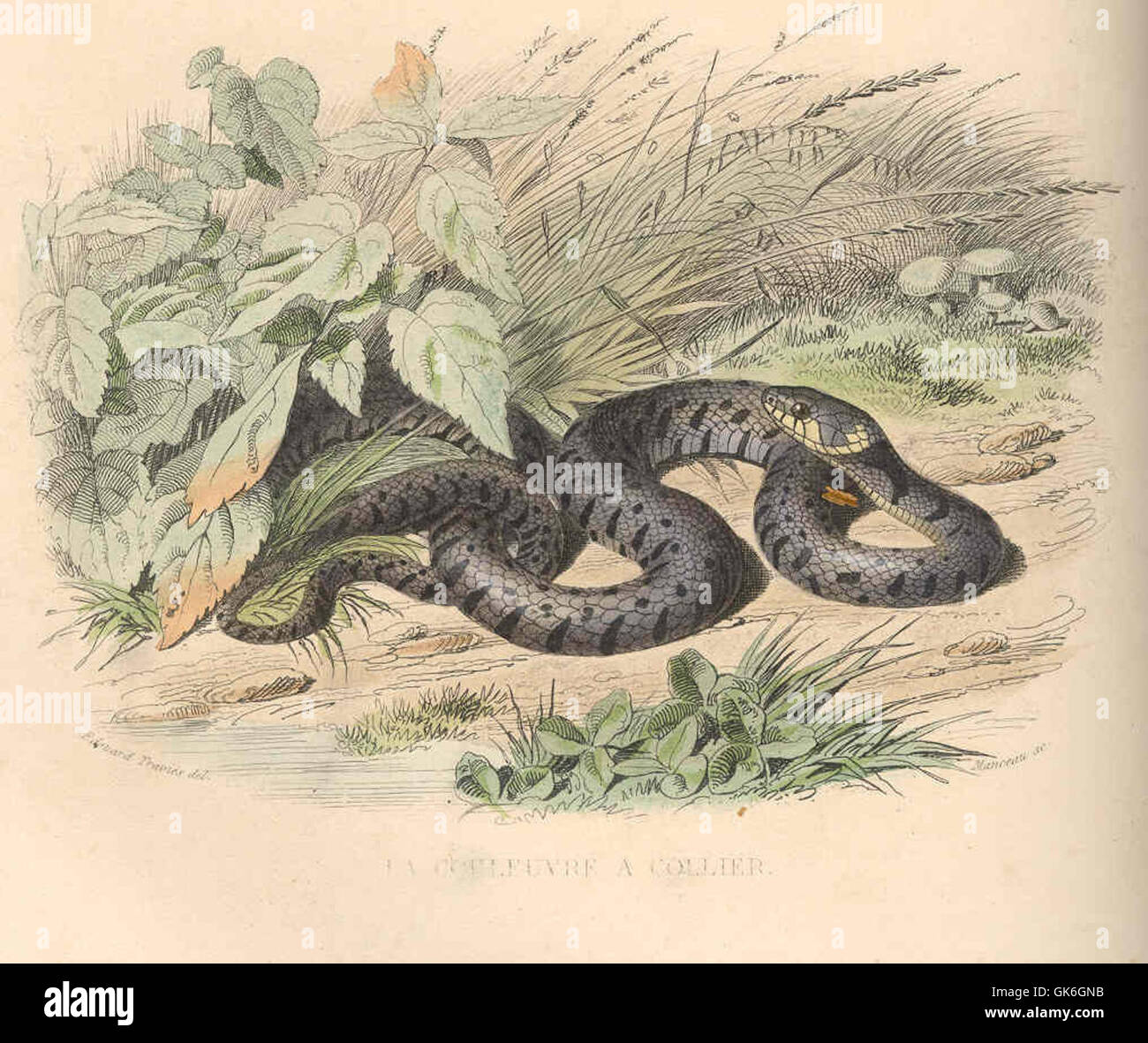 Coeleuvre a Collier, comunemente noto come il serpente con collare, è raffigurato in una posa naturale. Questa specie è identificata per la sua distinta marcatura a colletto sul collo. Foto Stock