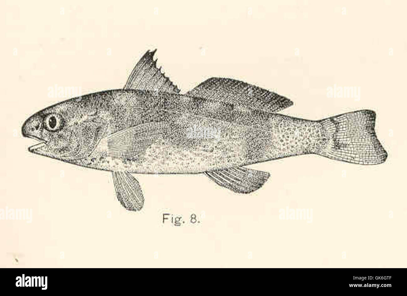Il Menticirrus saxatillis, comunemente noto come stargazer settentrionale, è una specie di pesci che si trova lungo la costa atlantica del Nord America. È notevole per i suoi grandi occhi rivolti verso l'alto e il suo comportamento di sbavatura nei substrati sabbiosi. Foto Stock
