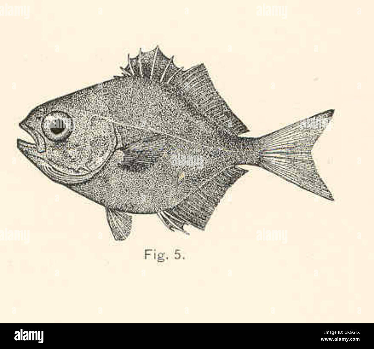 Il Trachynotus rhomboides, comunemente noto come rombo pompano, è una specie di pesci marini che si trova nell'Atlantico occidentale, specialmente lungo la costa delle Americhe. Questa specie è riconosciuta per il suo corpo a forma di romboide e l'aspetto argenteo, spesso abitando acque poco profonde. Foto Stock