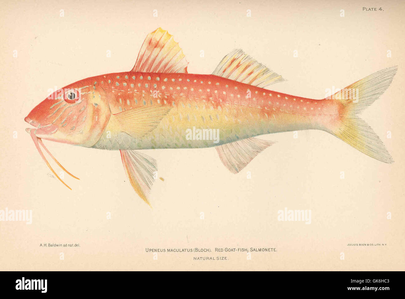 *Upeneus maculatus*, o Red Goat-Fish, è una specie che si trova nella regione Indo-Pacifico. Si caratterizza per la sua colorazione brillante e le lunghe barbels, spesso presenti nelle acque costiere sabbiose e fangose dove si forgia per piccoli invertebrati. Foto Stock *Upeneus maculatus*, o Red Goat-Fish, è una specie che si trova nella regione Indo-Pacifico. Si caratterizza per la sua colorazione brillante e le lunghe barbels, spesso presenti nelle acque costiere sabbiose e fangose dove si forgia per piccoli invertebrati. Foto Stock