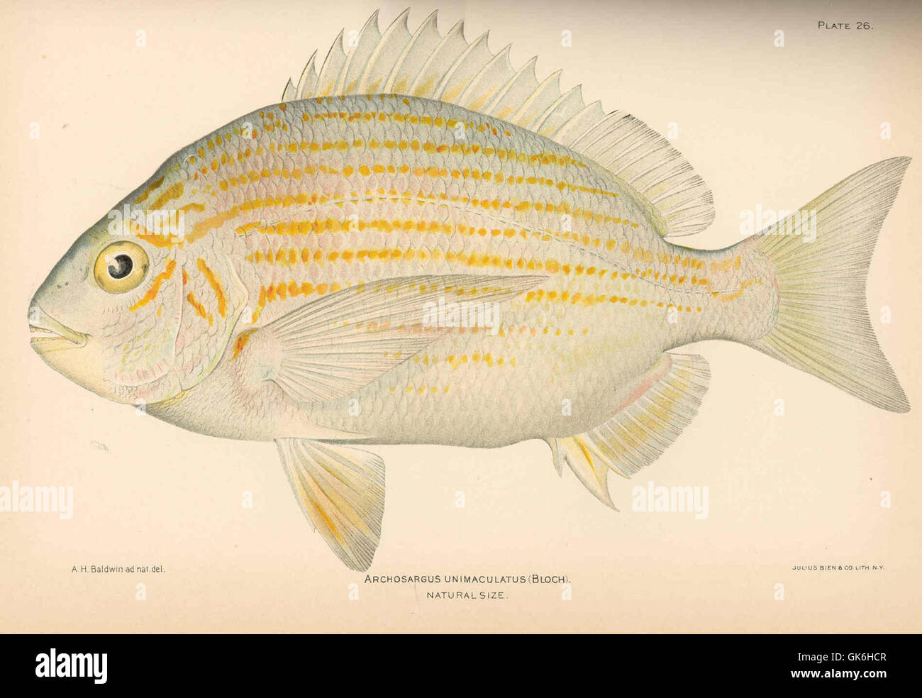 Archosargus unimaculatus, comunemente noto come sheepshead con un solo avvistato, è una specie di pesci che si trova nell'Atlantico occidentale. Nota per la sua colorazione e il suo habitat distintivi nelle acque estuarine e costiere, svolge un ruolo importante negli ecosistemi regionali. Foto Stock