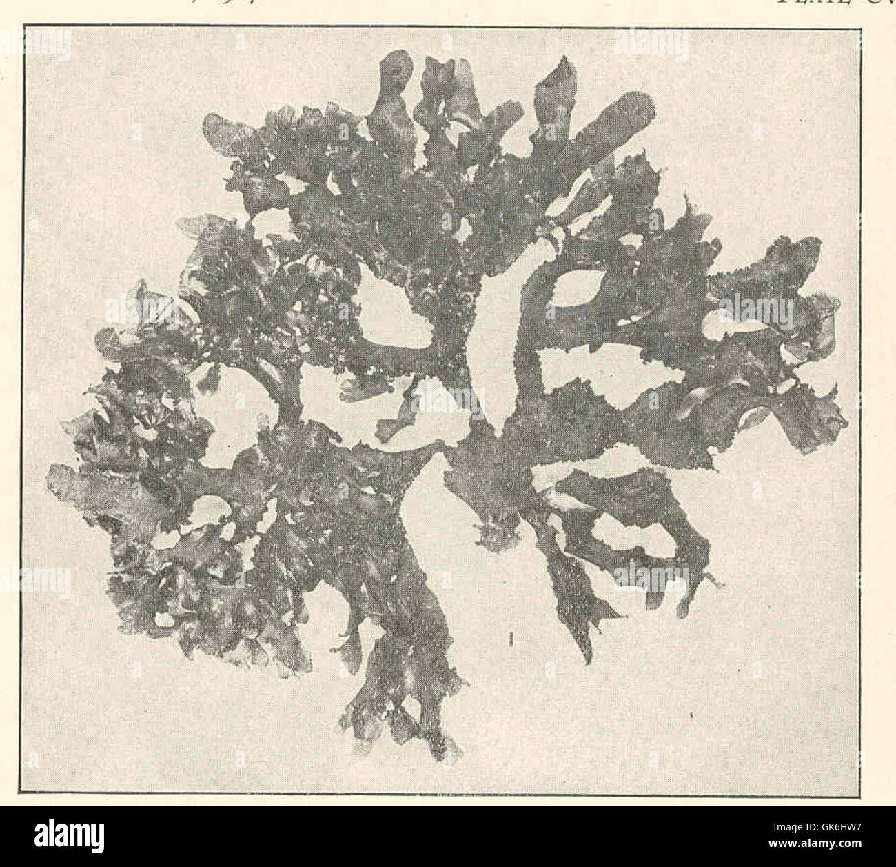 Terreno di Nitophyllum, una specie di alghe rosse nota per il suo aspetto sterile e densamente ramificato. Si trova in ambienti marini, contribuendo alla biodiversità delle specie di alghe marine. Foto Stock