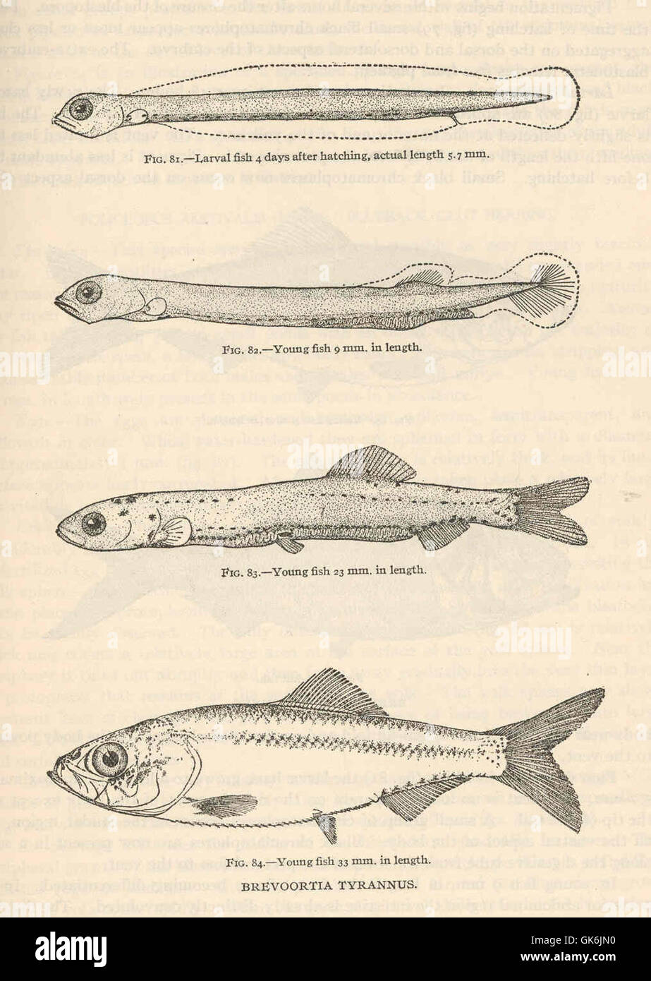 Il Brevoortia tyrannus, comunemente noto come il menhaden Atlantico, è un piccolo pesce che si trova lungo la costa atlantica del Nord America. Svolge un ruolo fondamentale nella catena alimentare marina e come pesce commerciale. Foto Stock