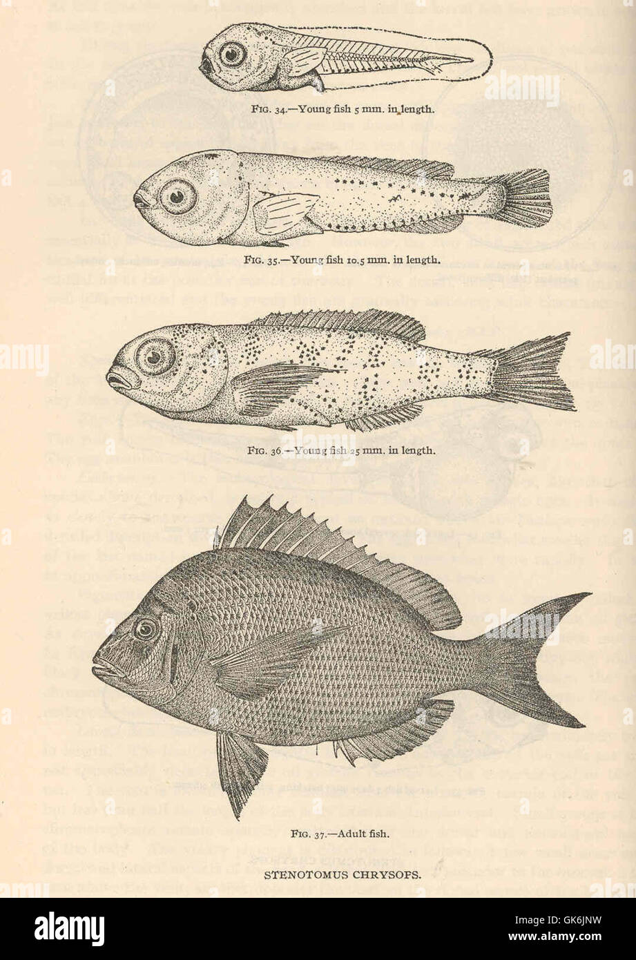 Lo Stenotomus chrysops, comunemente noto come scup o porgy, è una specie di pesci che si trova lungo la costa atlantica del Nord America. È apprezzata per la sua carne solida ed è comunemente catturata nella pesca ricreativa e commerciale. Foto Stock