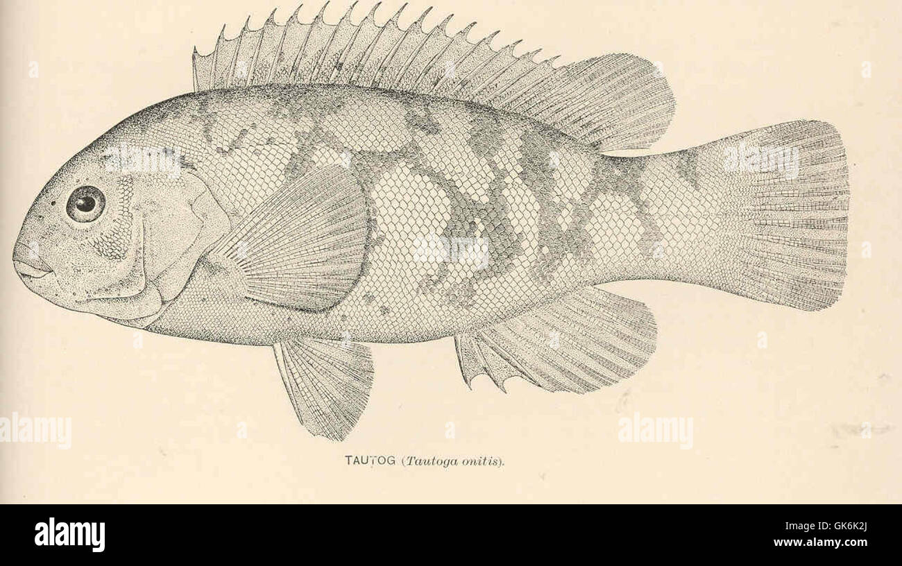 Il Tautog, noto anche come Tautoga onitis, è una specie ittica originaria della costa atlantica del Nord America. È riconosciuta per il suo corpo denso e muscolare ed è una specie importante sia per la pesca commerciale che per quella ricreativa. Foto Stock