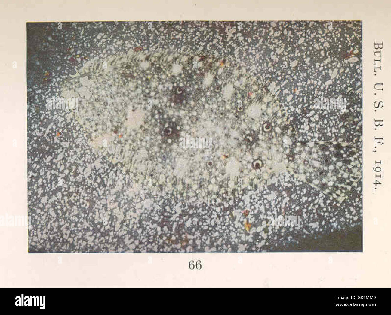 Paralichthys dentatus, comunemente nota come passera estiva, è una specie di pesci piatti che si trova lungo la costa atlantica. Questo particolare esemplare, di 14 cm, è mostrato in una teglia di granito blu e bianco, con particelle di ruggine sul corpo, che illustrano le caratteristiche fisiche e la colorazione del pesce. Foto Stock