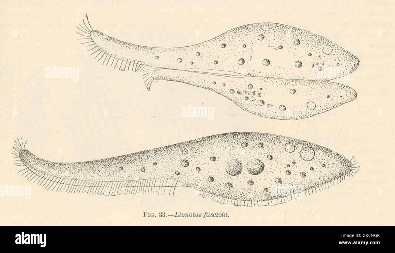 Il Lionotus fasciola è una specie di gasteropode marino che si trova lungo la costa atlantica. Conosciuta per la sua caratteristica conchiglia a bande, abita nelle acque costiere poco profonde e fa parte della variegata popolazione di molluschi in queste regioni. Foto Stock