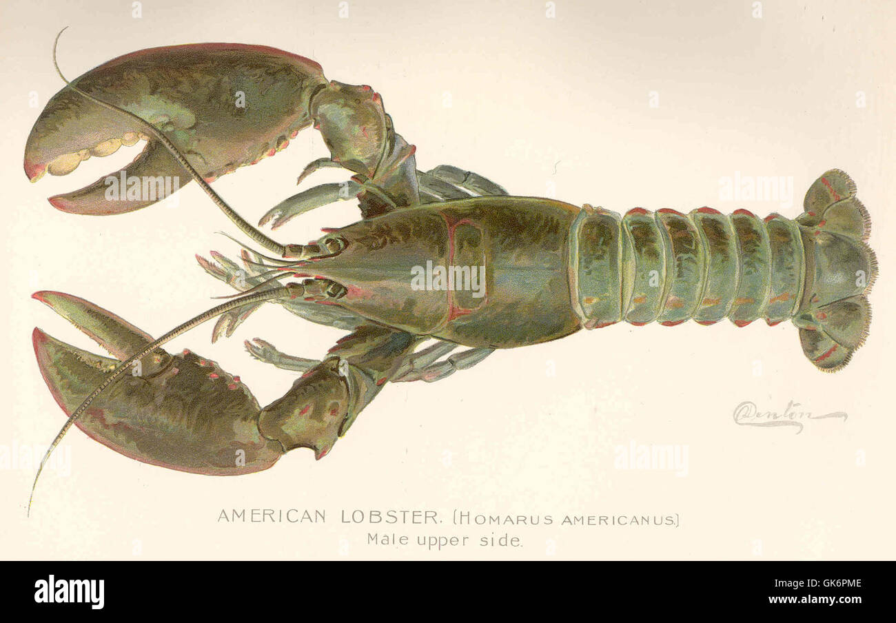L'aragosta americana (Homarus americanus) è un crostaceo marino ben noto che si trova lungo la costa dell'Atlantico settentrionale. Questa descrizione si concentra sull'anatomia del lato superiore dell'aragosta maschile. Foto Stock