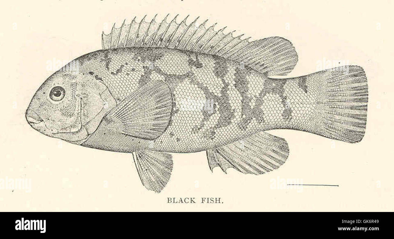 Tautoga onitis, comunemente noto come pesce nero o tautog, è una specie di wrasse che si trova lungo la costa atlantica del Nord America. È noto per la sua robusta costruzione e la preferenza per gli habitat costieri rocciosi. Foto Stock