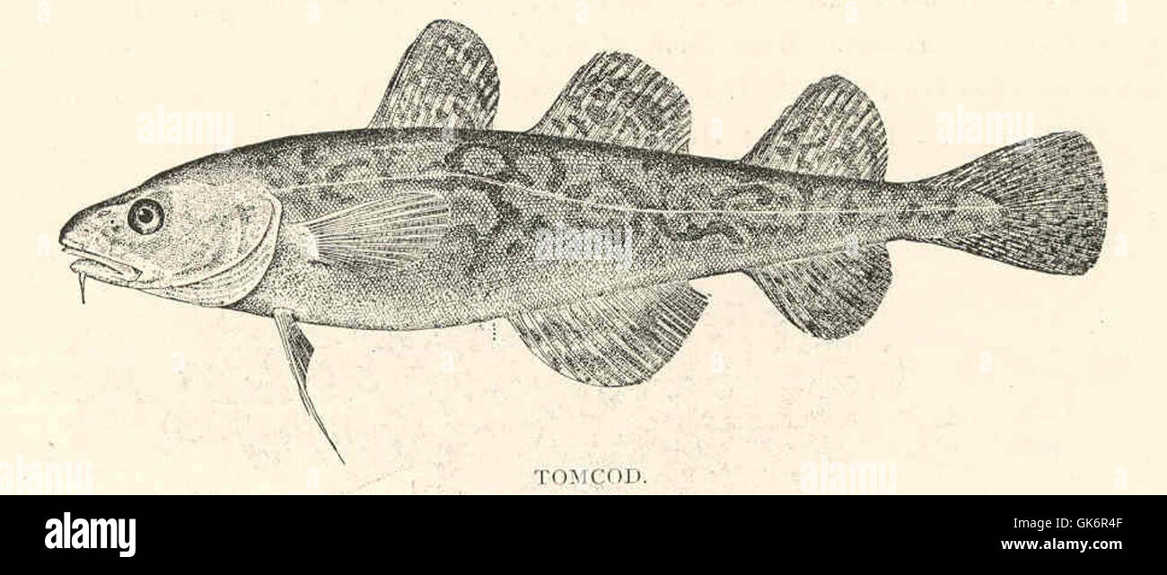 Il Tomcod (Microgadus tomcod) è una piccola specie di pesci che si trova nella costa atlantica del Nord America. Questa specie è riconosciuta per la sua adattabilità alle acque più fredde ed è importante nella pesca locale, in particolare nelle regioni più fredde in cui prospera. Foto Stock