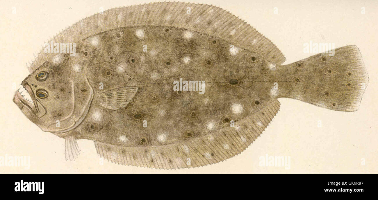 Il Paralichthys dentatus, noto come passera estiva, è una specie di pesci piatti che si trova lungo la costa atlantica del Nord America. È una specie popolare nella pesca commerciale e nella pesca ricreativa grazie al suo aspetto distintivo e al suo valore culinario. Foto Stock